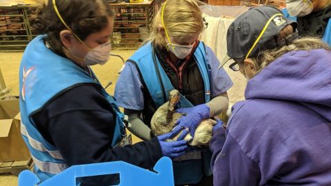 A pet duck receives care in the North Vally Animal Disaster Group animal care area for evacuated and rescued animals from Paradise and Chico.