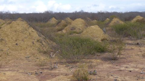 The mounds are part of a network of termite tunnels in Brazil which could be up to 4,000 years old, according to new research.