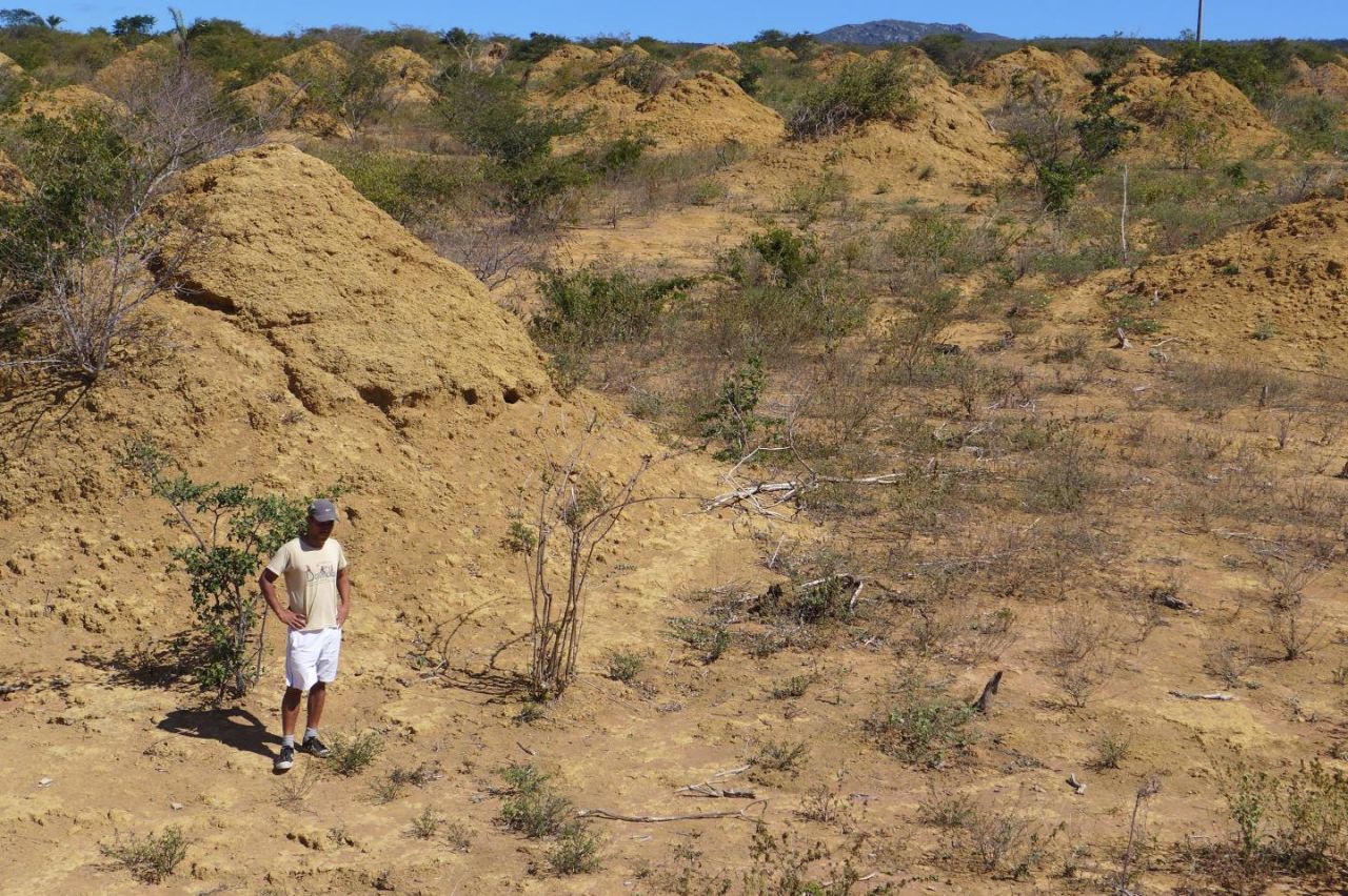 The mounds are found in dense, low, dry forest caatinga vegetation and can be seen when the land is cleared for pasture.