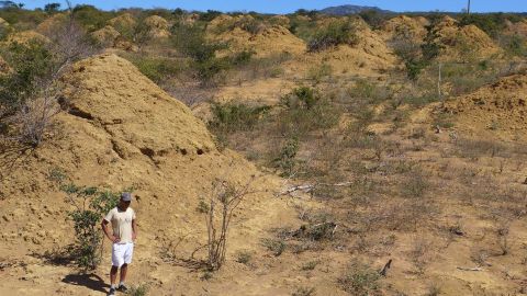 The mounds are found in dense, low, dry forest caatinga vegetation and can be seen when the land is cleared for pasture.
