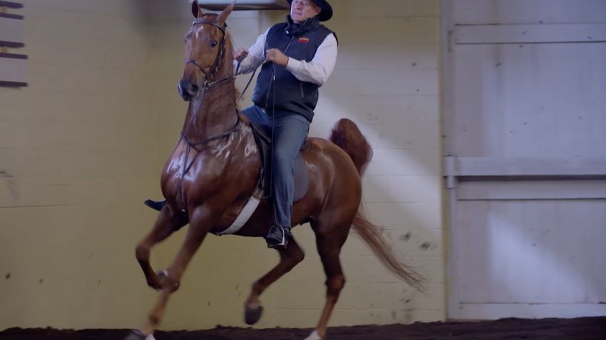 american saddlebred