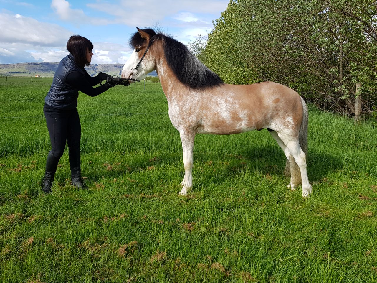 The farm -- located in Iceland's south -- has already reserved breeding spots with Ellert for next summer. Eiðsson said they had noticed that interest in the stallion is rising. "We're trying to care for all of them in the best way so that they will carry this DNA to the next coming generations," he added.