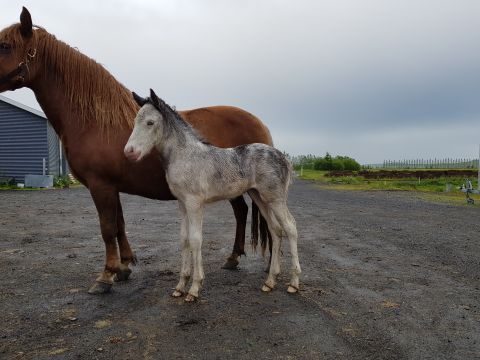 When he was born five years ago, his owners thought there'd been some sort of mix up during breeding. "We thought it was a mix up, that the mother had maybe gone to the wrong stallion," Ellert's owner Baldur Eiðsson said. "So we put him to DNA testing and Sær was definitely his father and his mother was Kengála."