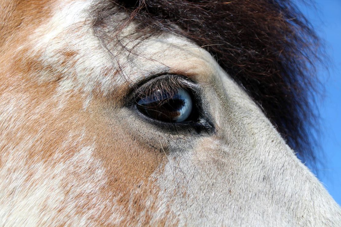 As well as his unique coat coloring, Ellert also has blue and brown eyes.