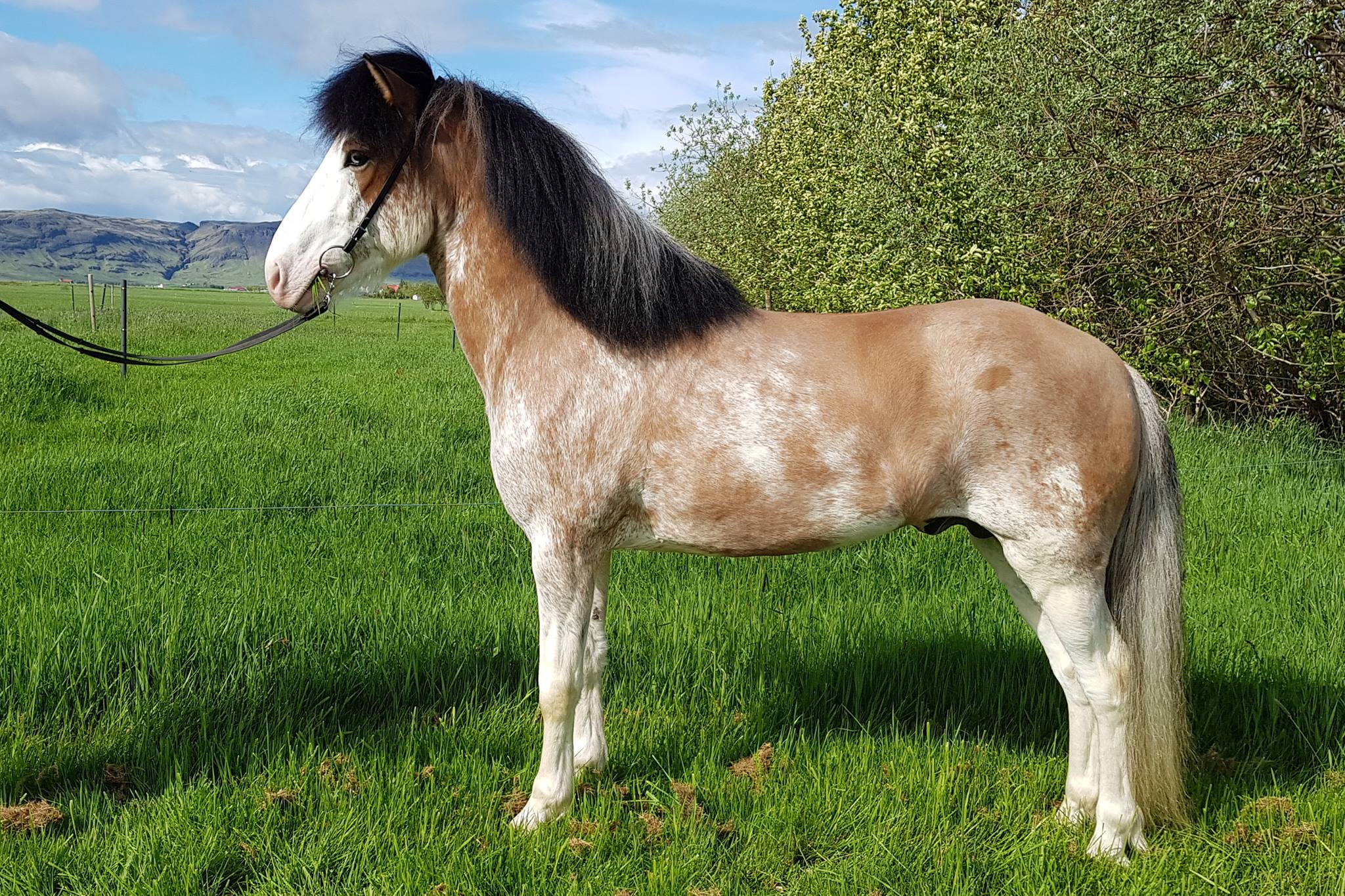 Iceland: New coat color found in Icelandic horse