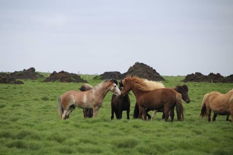 Ellert has already produced four healthy offspring with the same color pattern. His owners hope to spread the color and establish it throughout the Icelandic horse breed.