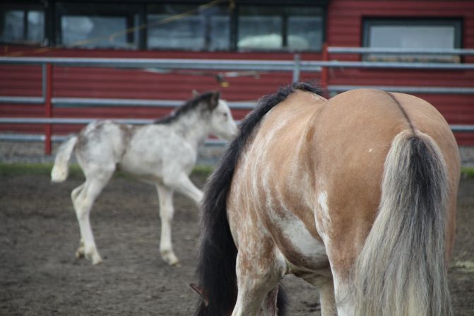 Freyja Imsland, a genetic expert in Iceland who has worked closely with Eiesson, told CNN that Ellert's variant is one-of-a-kind. "What makes Ellert unique is that he has a variant that is only present in him and his offspring -- this particular change doesn't exist in any other horse in the world," she said.
