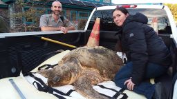 Over 100 sea turtles were found dead off Cape Cod this week. A nature conservationist says its because of the unusually cold weather.