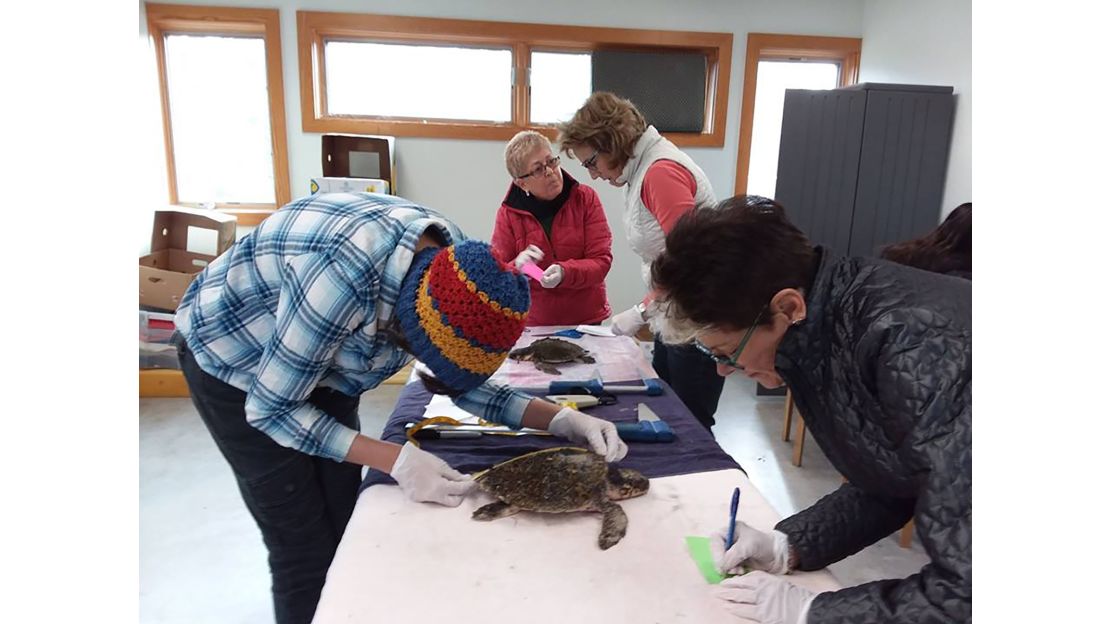 Volunteers process the incoming turtles this week at Mass Audubon's Wellfleet Bay Wildlife Sanctuary.