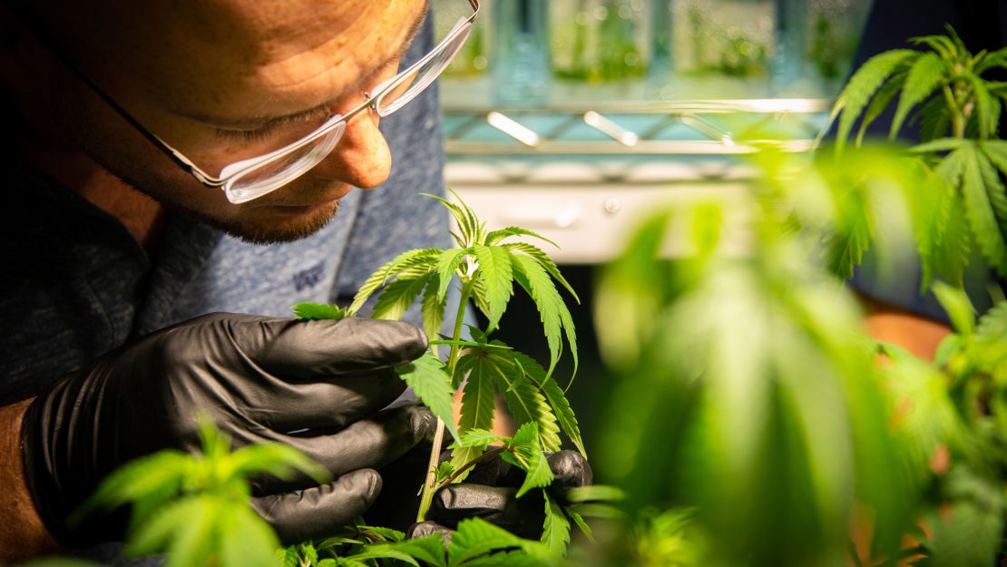 A GB Sciences employee inspects plants at the company's Baton Rouge grow facility. 