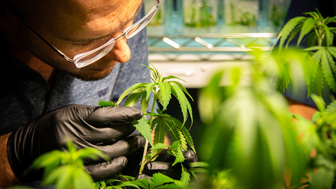 A GB Sciences employee inspects plants at the company's Baton Rouge grow facility.
