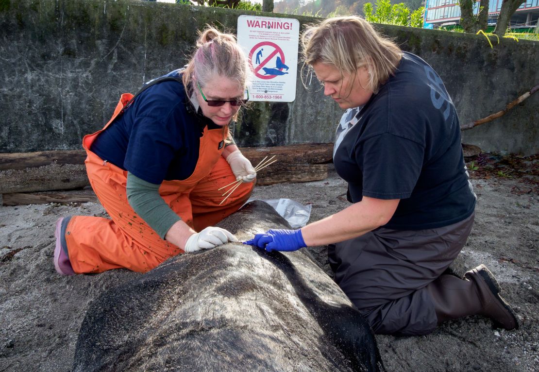 Dyanna Lambourn of the Washington Department of Fish and Wildlife Marine Mammal Investigations unit (left) and Casey McLean of SR3 examine the entry wound from a bullet on a dead California sea lion in West Seattle.