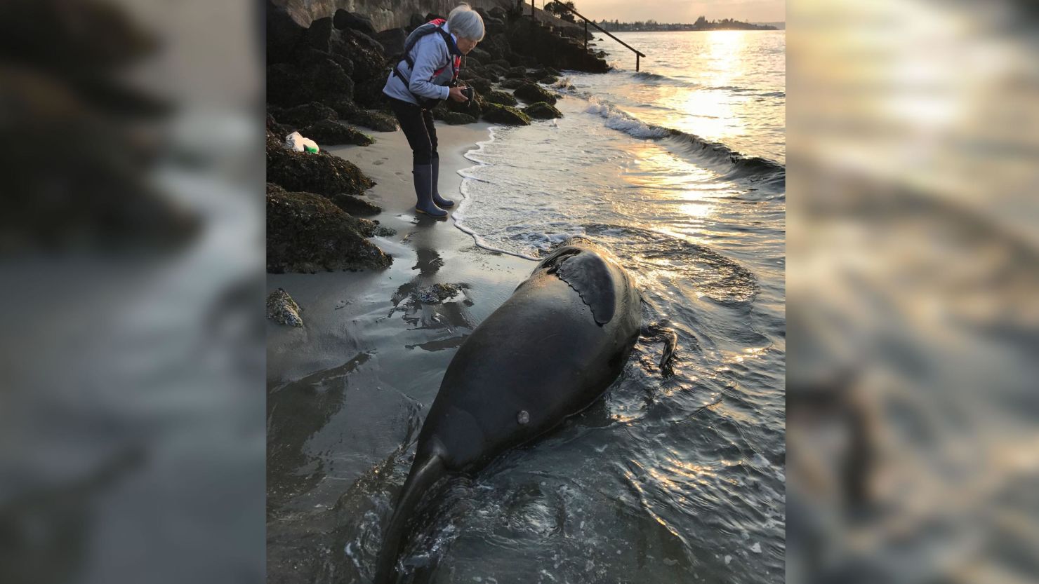Seal Sitters Marine Mammal Stranding Network co-investigator Lynn Shimamoto responds to a dead California sea lion along the West Seattle shoreline.