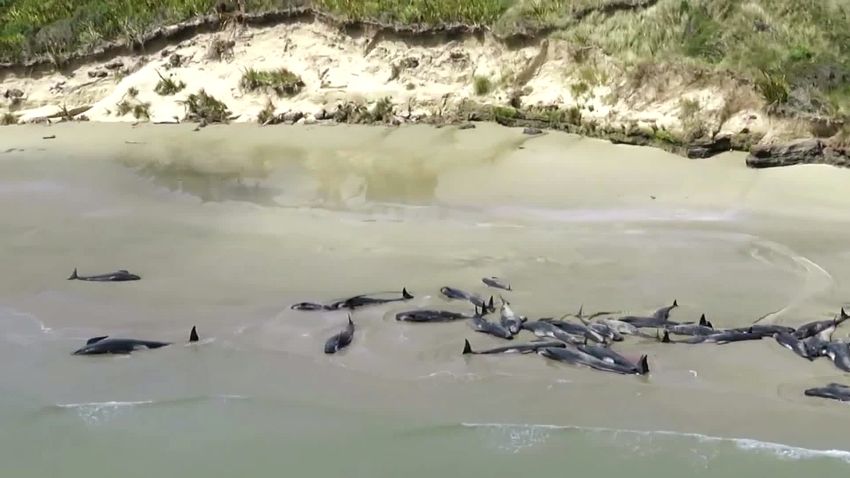 New Zealand Whales beached 1