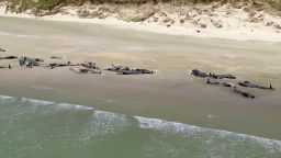 New Zealand Whales beached 2