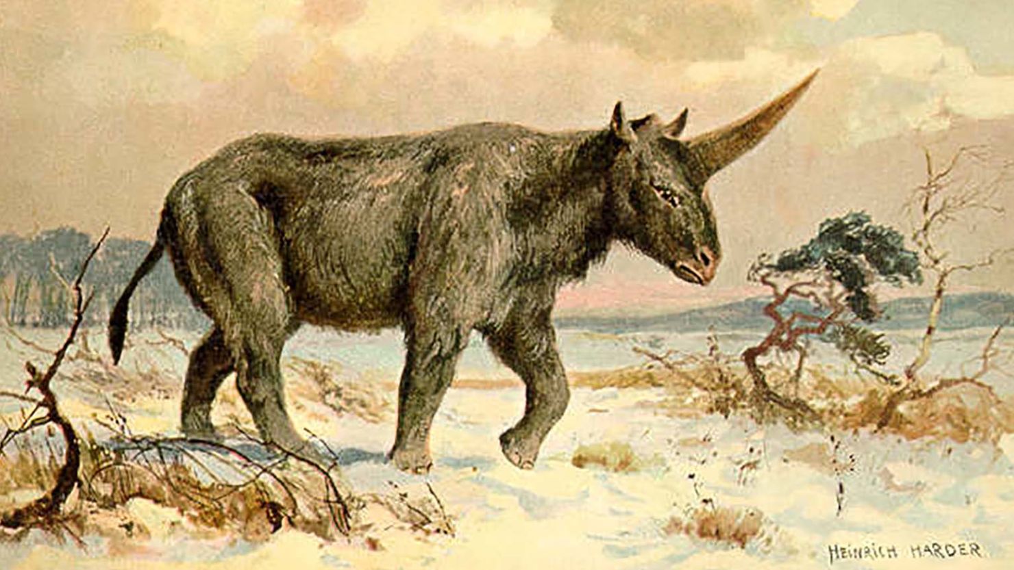 An illustration of the mysterious 3.8-ton Elasmotherium sibiricum by Heinrich Harder, circa 1920.
