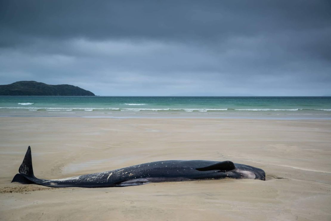 A stranded pilot whale on the remote Stewart Island, New Zealand, on Sunday, November 25.