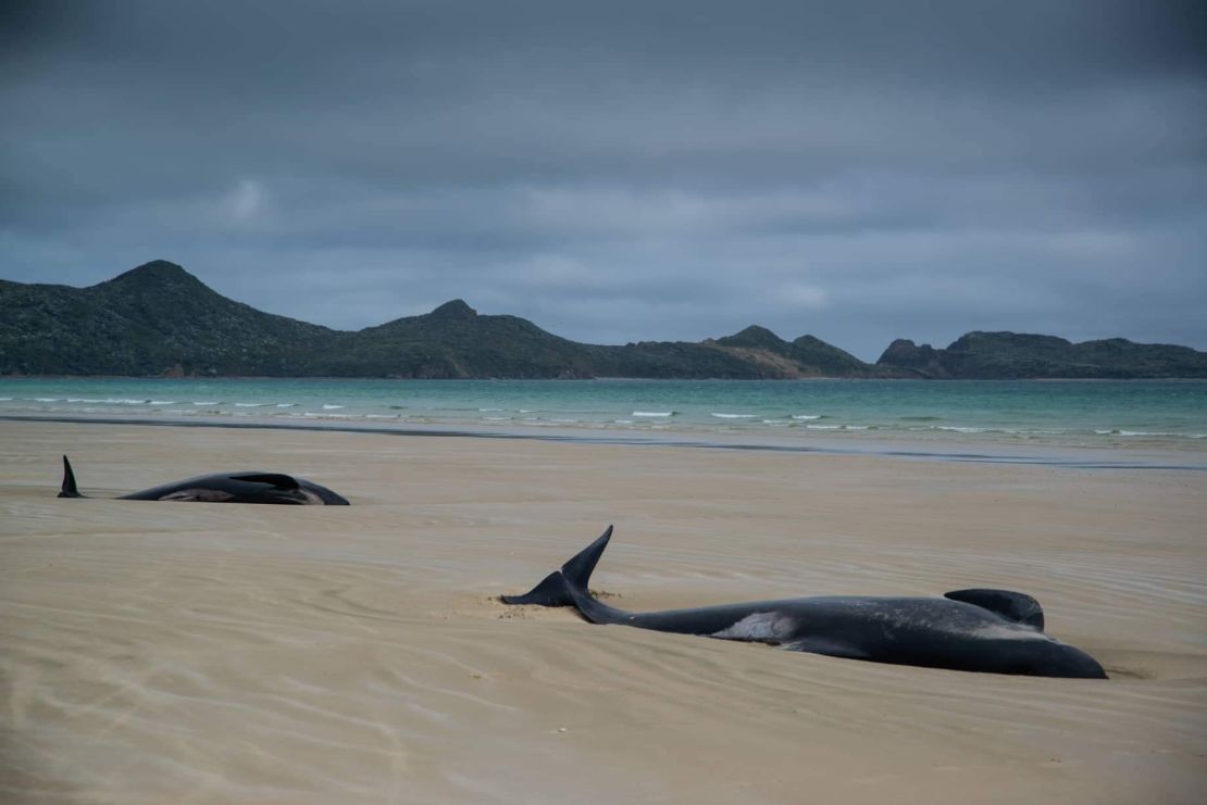 The cause of the pilot whales beaching on Stewart Island, New Zealand, is unknown.