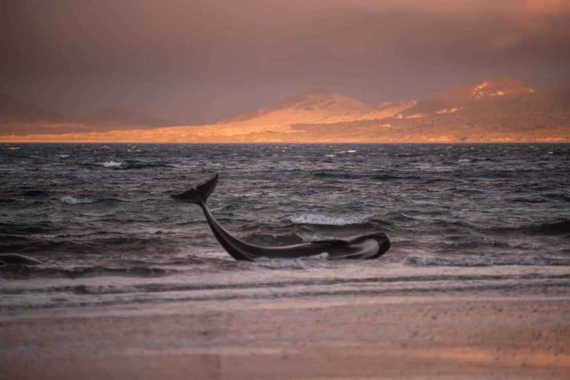 A beached pilot whale on Stewart Island, New Zealand, on Saturday, November 24.