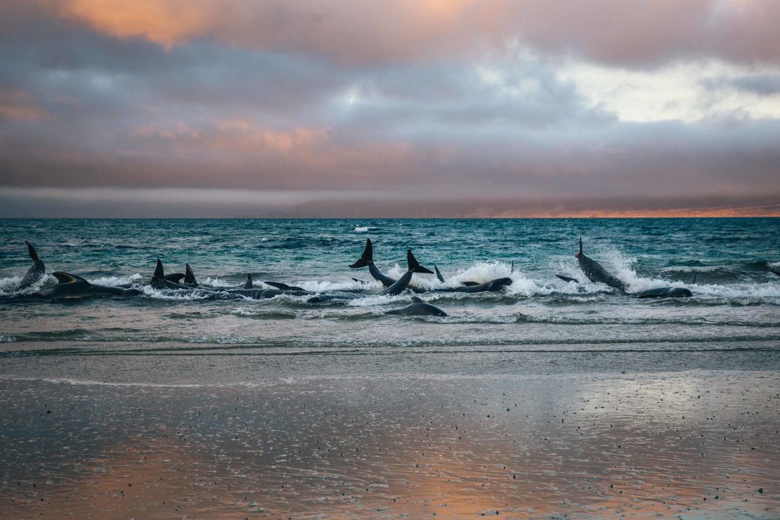 Pilot whales beached during low tide on Stewart Island, New Zealand, on Saturday, November 24.