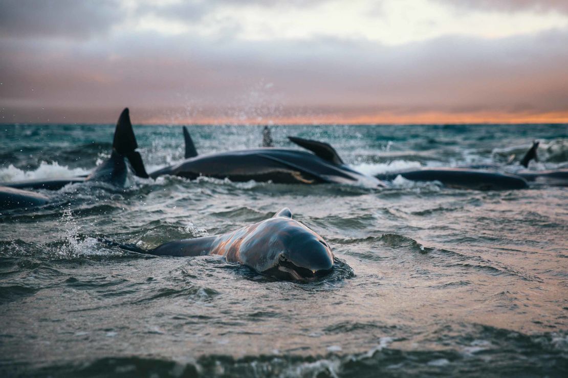 As many as 145 pilot whales died after beaching during low tide on Stewart Island, New Zealand, on Saturday, November 24.
