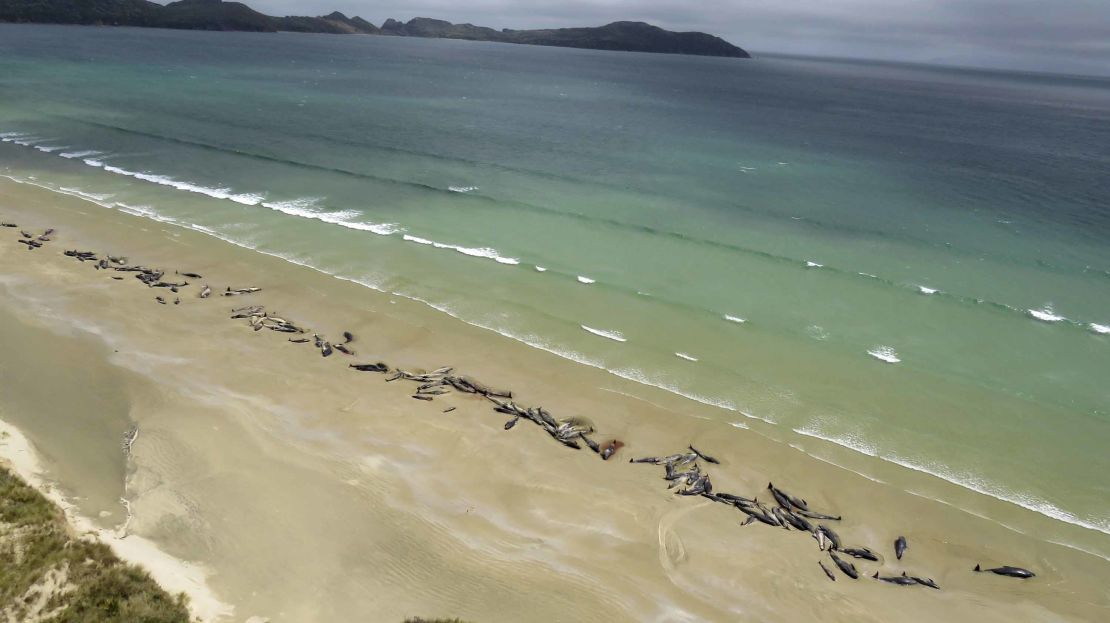 A hiker discovered the mass stranding of as many as 145 pilot whales.