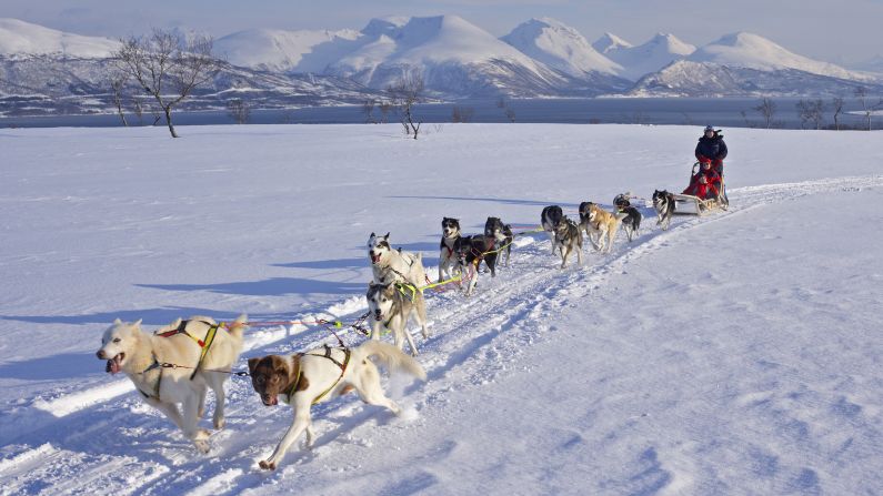 <strong>On offer: </strong>Dog-sledding is a popular activity at the lodge if you need a break from skiing.