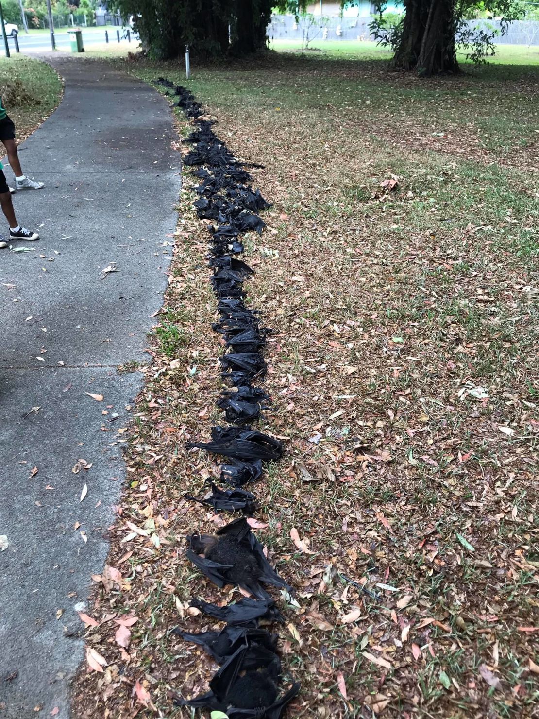 Volunteers line up dead bats killed by a severe heat wave in Northern Queensland in November 2018.