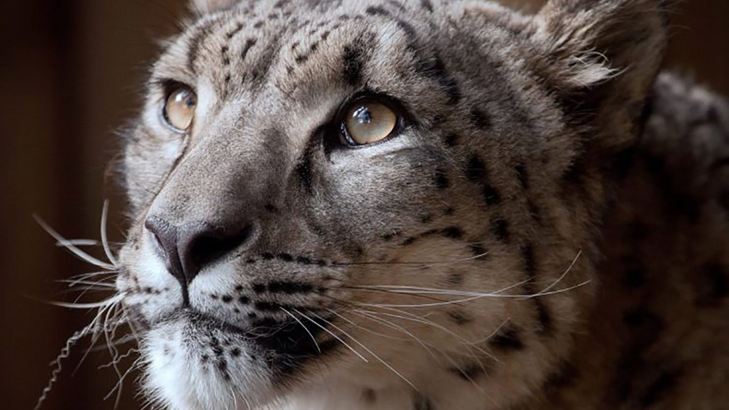 Margaash was shot dead at Dudley zoo on October 23, after he escaped his enclosure, zoo officials said. 