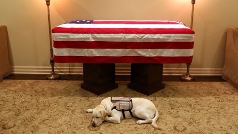 Sully resting in front of President George H.W. Bush's casket in 2018.