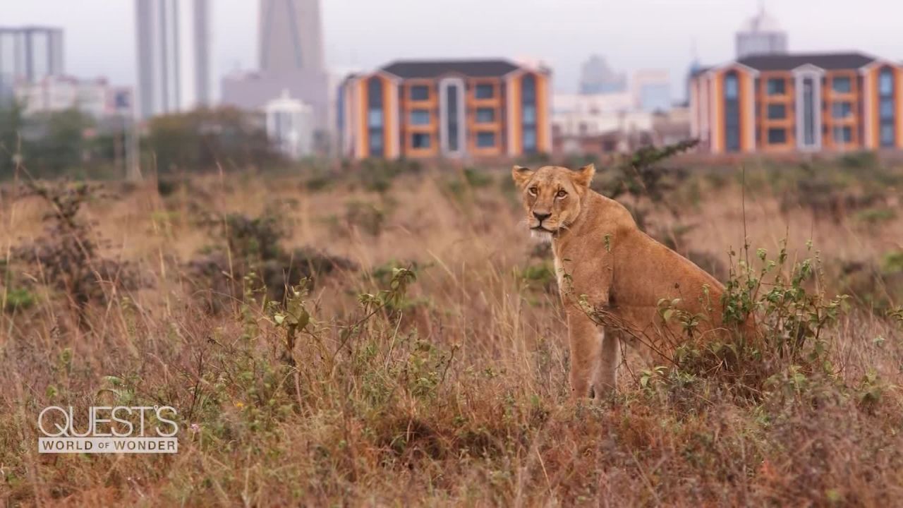 quests world of wonder Nairobi Kenya Safari vision_00000308.jpg