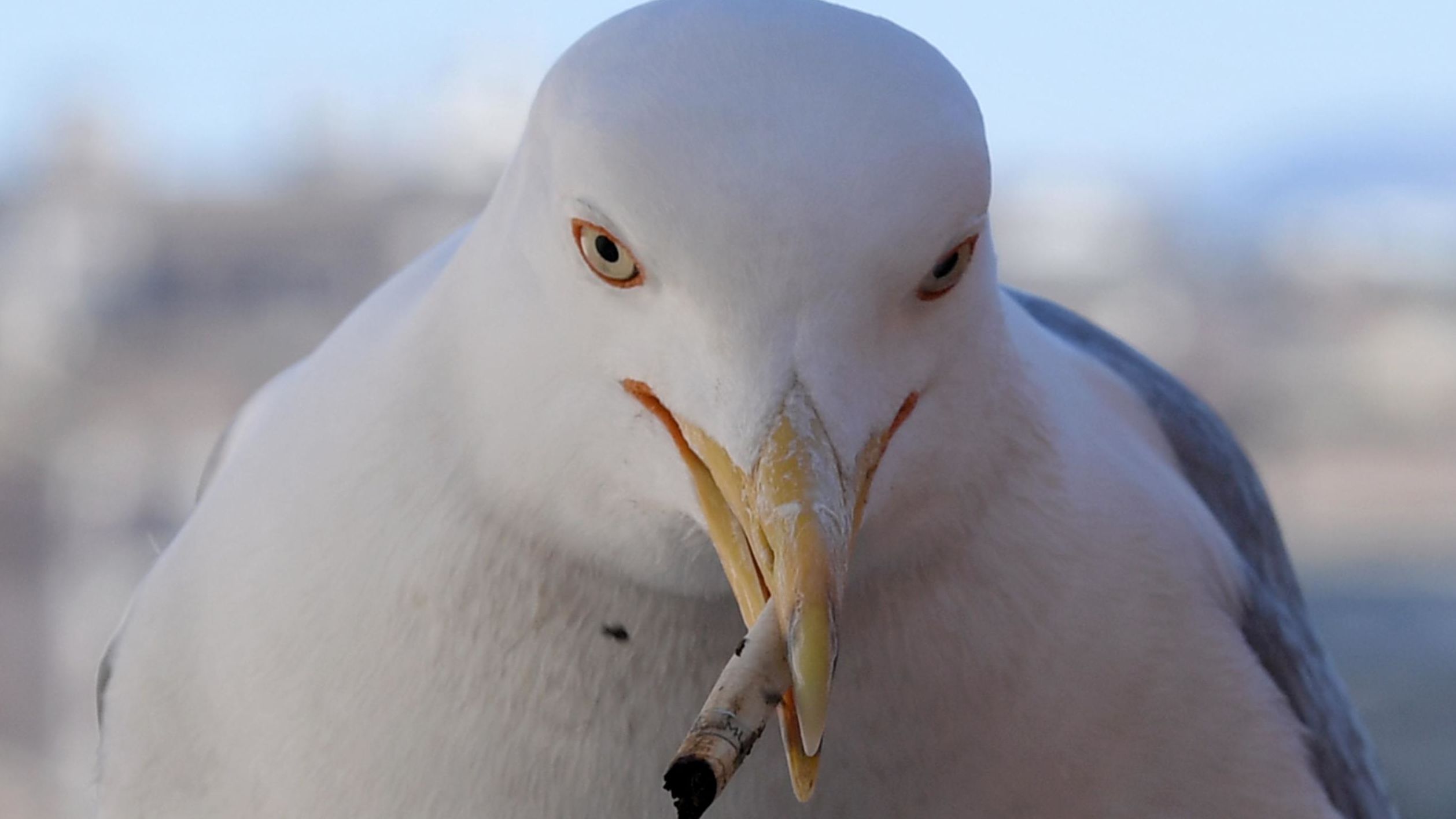 A seagull in Rome mistakes a cigarette butt for something edible.