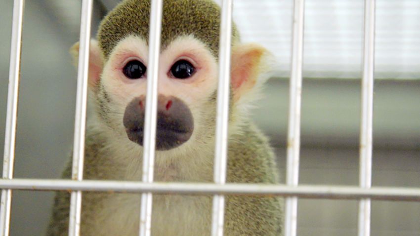01 fda research monkeys retire