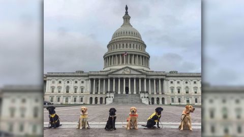 These pups are so smart, they get to host congressional meetings at the US Capitol to advocate funding for service dog programs for disabled vets.