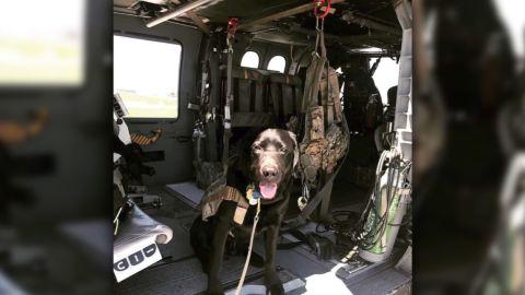 This is Wrigley, he proudly serves the Massachusetts National Guard. He's the Nation's First as a Combat Stress Control Dog. -- What can your dog do? 