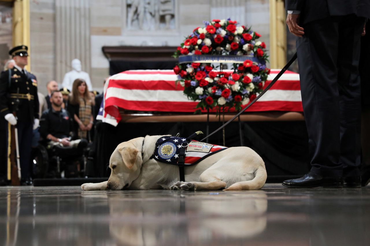 Sully, Bush's service dog, rests near Bush's casket on December 4.