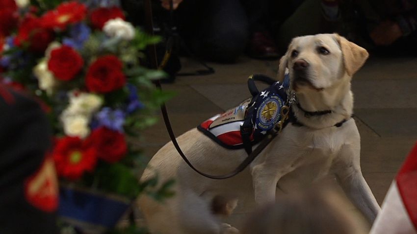 sully service dog george hw bush capitol rotunda lie in state 12-4-2018