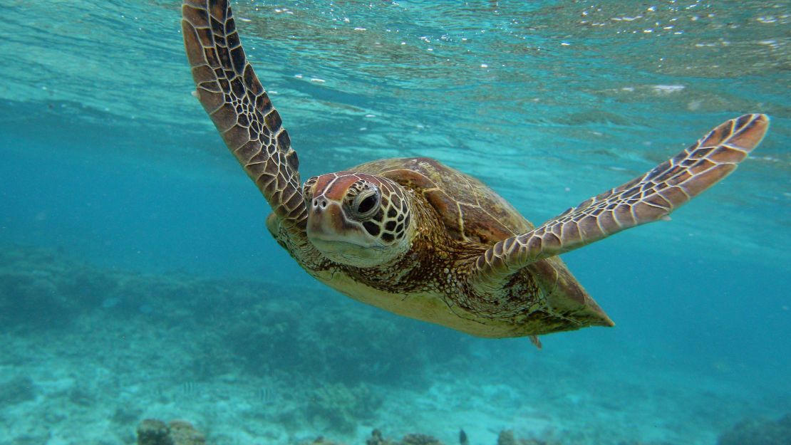 Ocean wildlife, like this hawksbill sea turtle near Australia, rely on the ocean to sustain life.