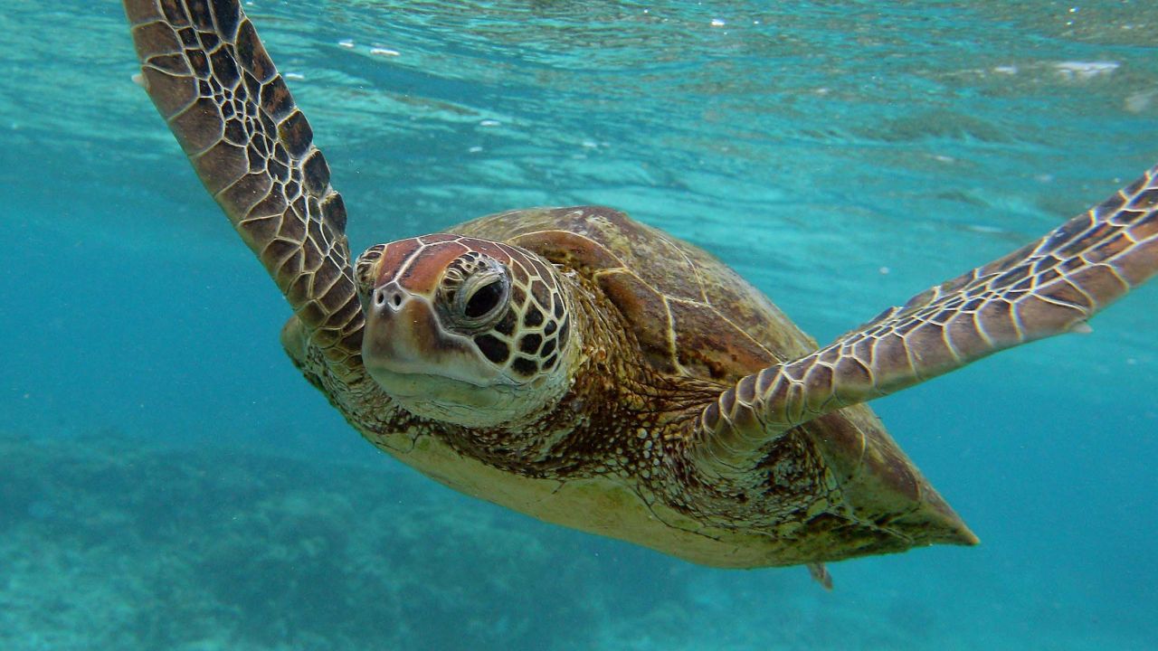 Are All Sea Turtles Endangered