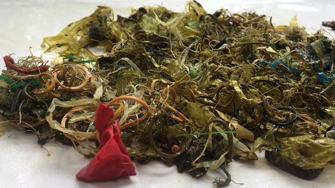 Debris removed from the stomach of a green turtle, including plastic, rubber bands, and pieces of balloon