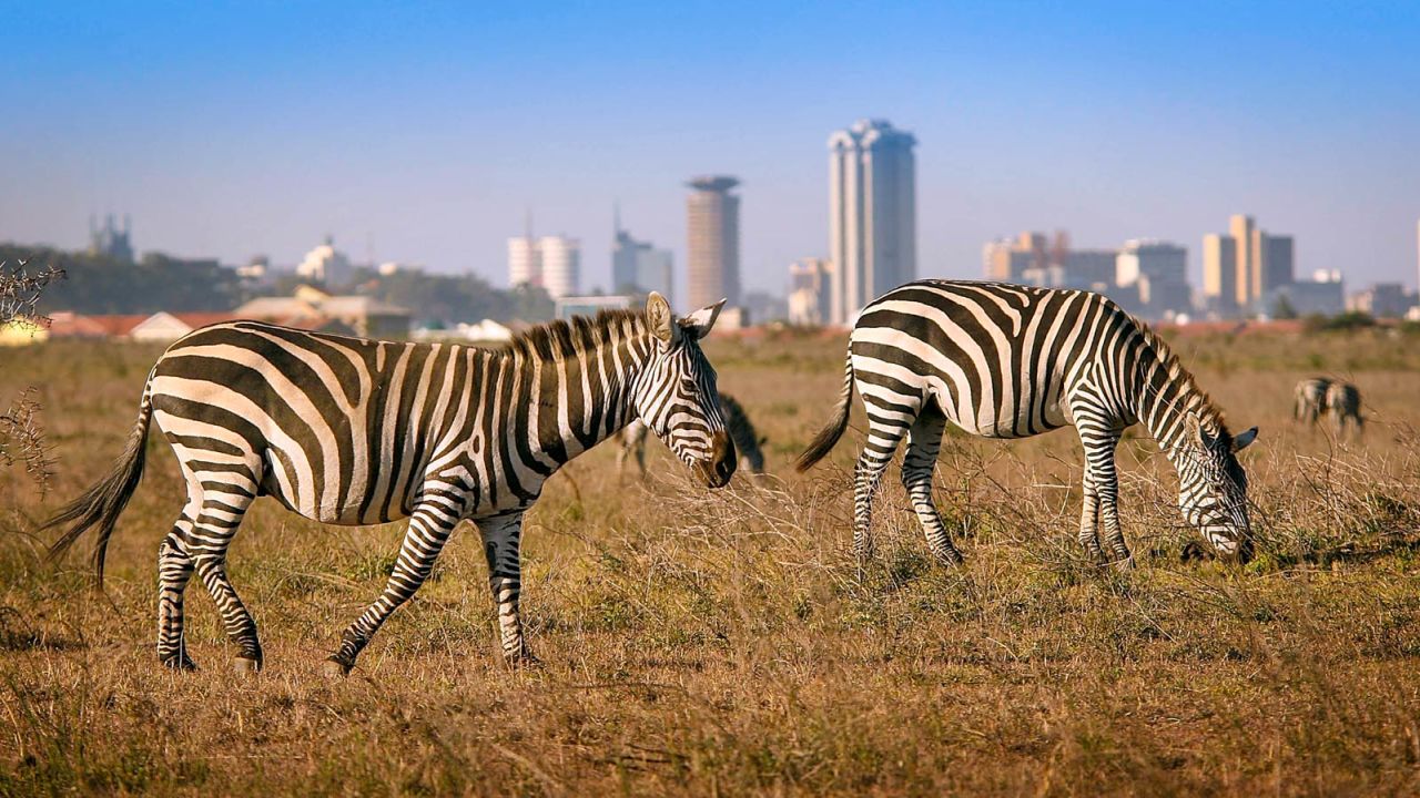 Nairobi, the capital of Kenya, lies only 89 miles (143 miles) south of the equator and sees very little variation between daylight and darkness.