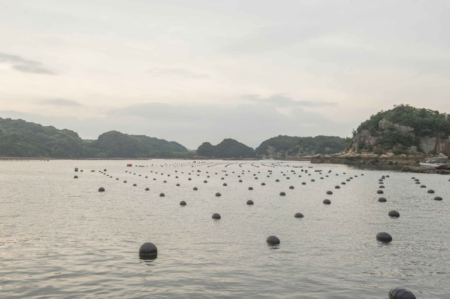 Tasaki cultivates oysters in tens of thousands of nets below the water's surface.