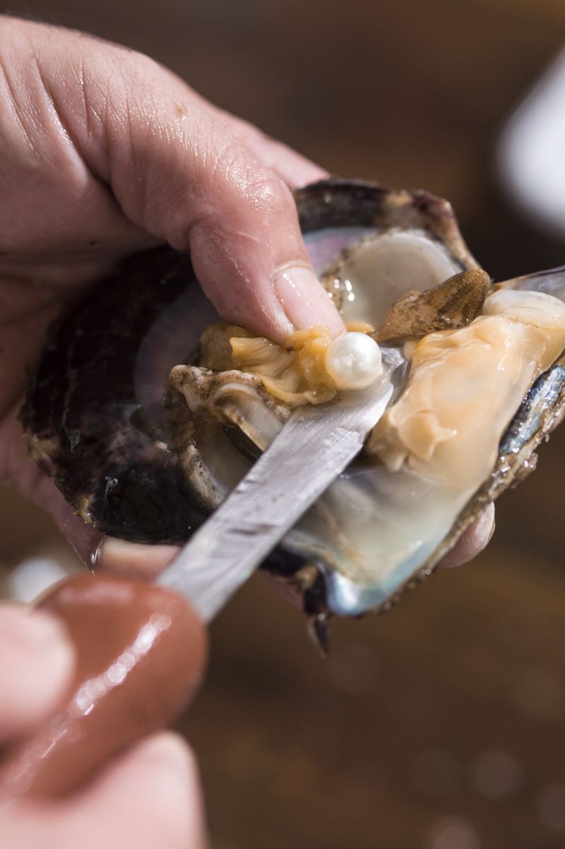 Akoya oysters with store pearls for sale