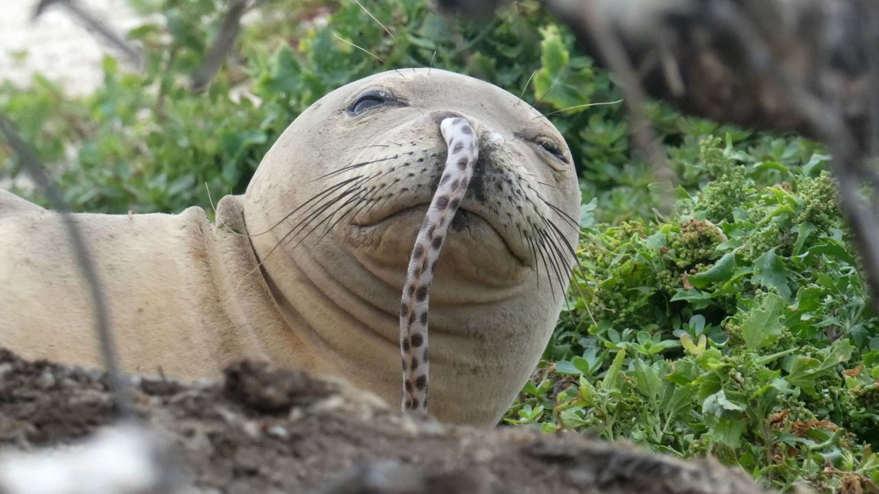 An endangered Hawaiian monk seal was spotted with an eel lodged up its nostril in the Northwestern Hawaiian Islands.
