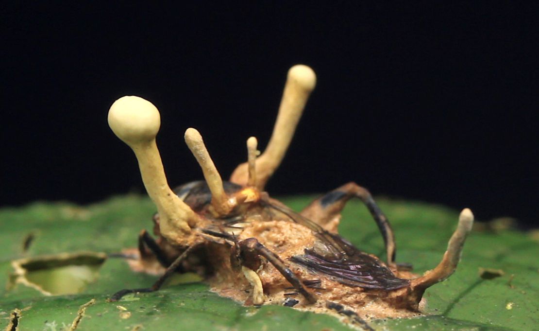 A Cordyceps fungus invades a cricket to grow.