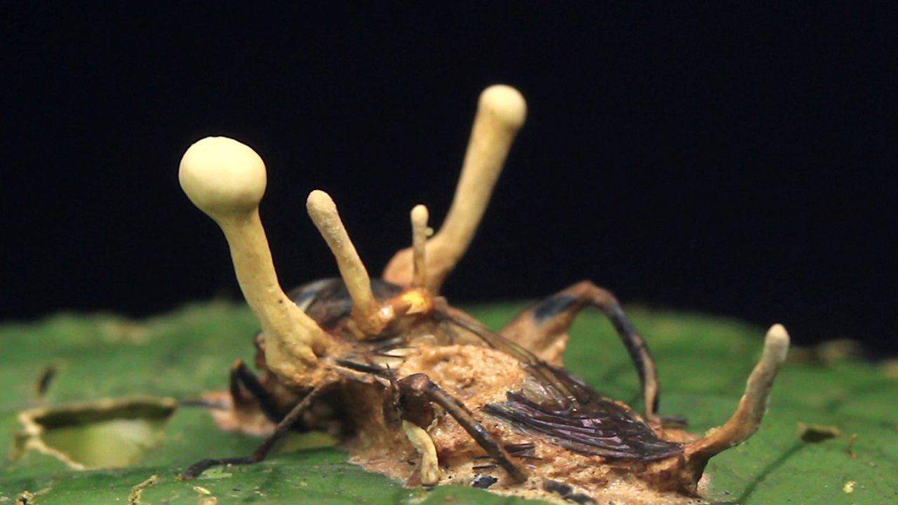 A Cordyceps fungus invades a cricket to grow.