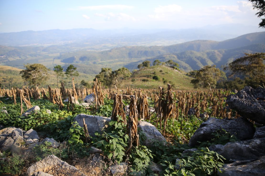Corn crops, shown here, and beans are among the staple foods in the area.