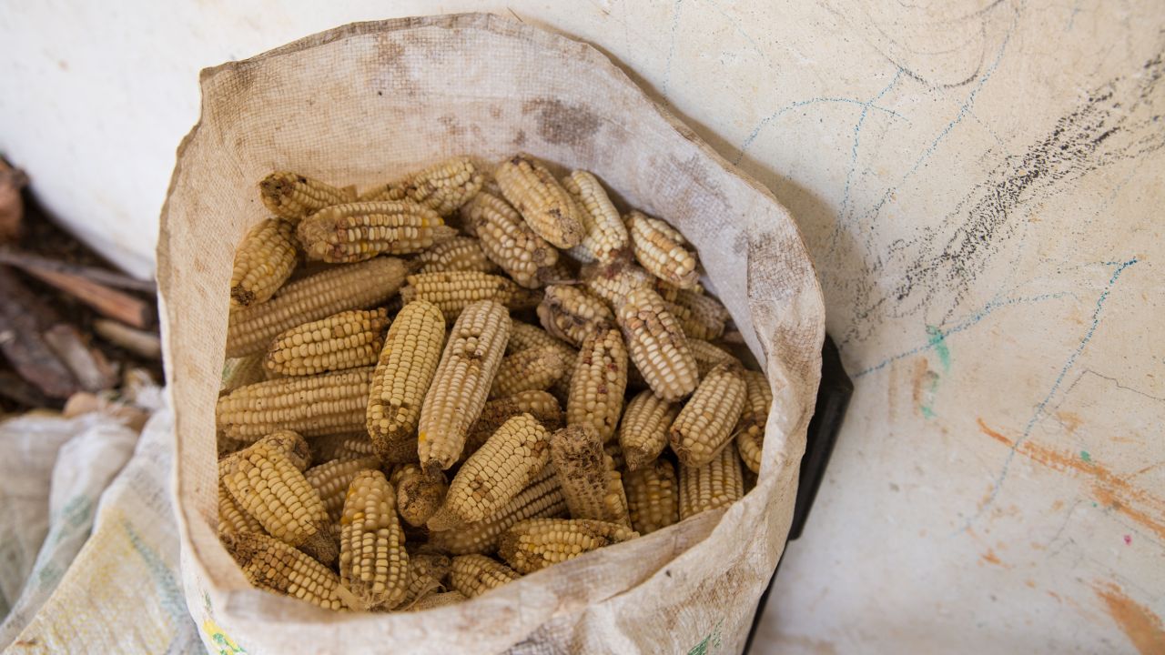 Corn crops have been smaller than usual, leading to a hunger crisis.