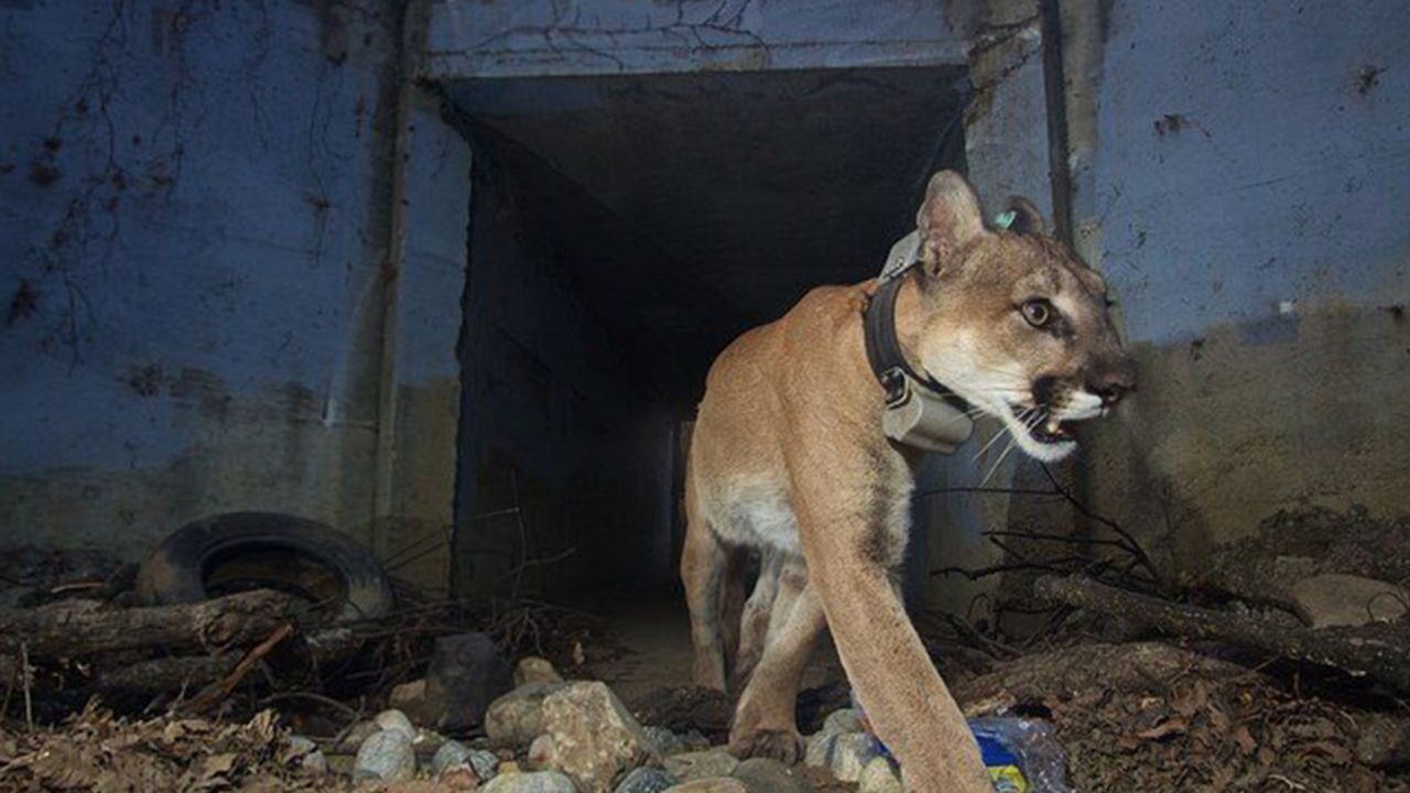 Mountain Lion Survives Woolsey Fire, Dies Weeks Later