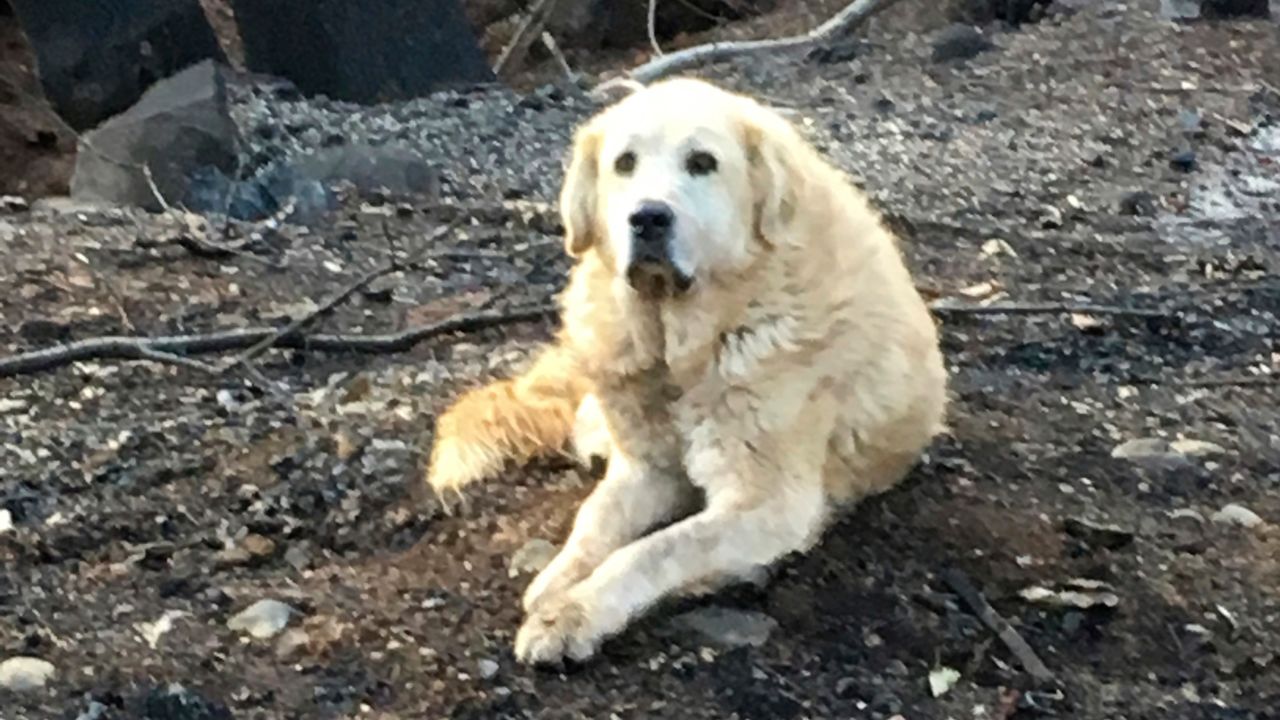 Madison was found waiting by the remains of his burned home.